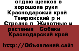 отдаю щенков в хорошоие руки - Краснодарский край, Темрюкский р-н, Стрелка п. Животные и растения » Собаки   . Краснодарский край